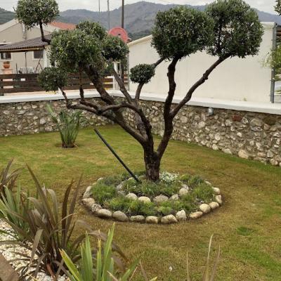 Olive Tree